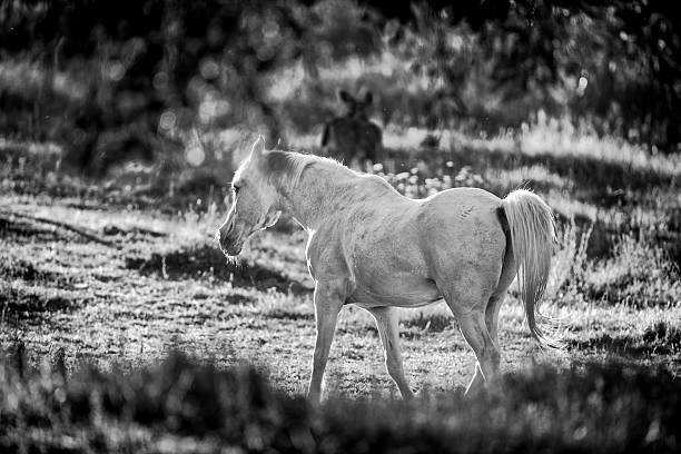 Pony grazing in field day black and white poster