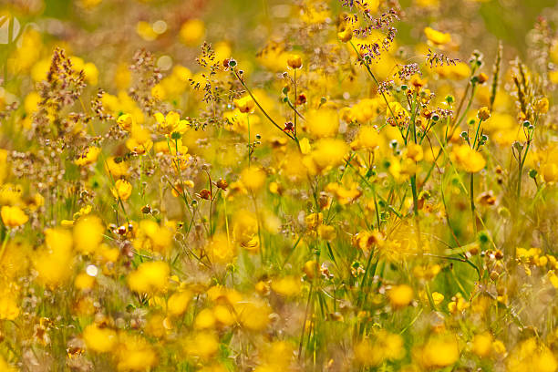 Wildflower buttercups on Vancouver Island Saanich Peninsula, British Columbia
