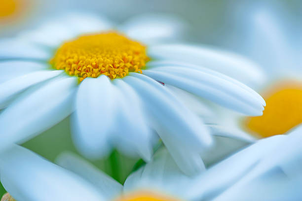 Wildflower daisies on Vancouver Island Saanich Peninsula, British Columbia