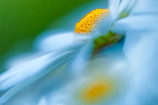 Wildflower daisies on Vancouver Island Saanich Peninsula, British Columbia