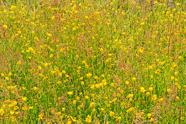Wildflower buttercups on Vancouver Island Saanich Peninsula, British Columbia