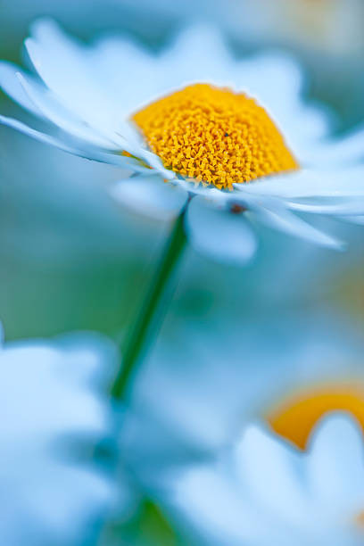 Wildflower daisies on Vancouver Island Saanich Peninsula, British Columbia