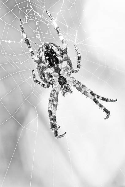 Spider and web on Vancouver Island Saanich Peninsula, British Columbia