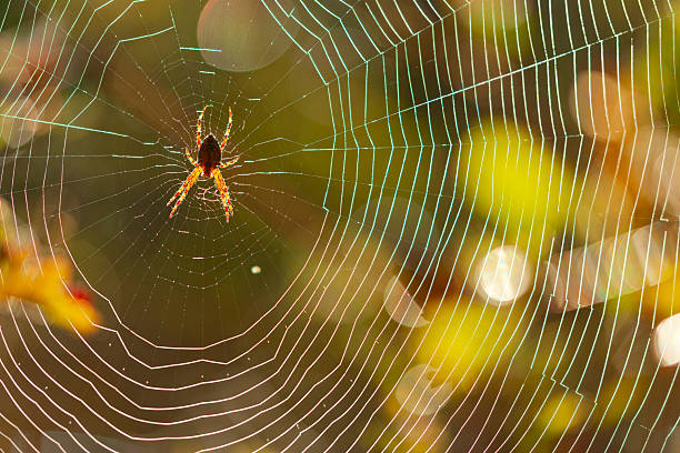 Spider and web on Vancouver Island Saanich Peninsula, British Columbia
