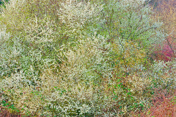 Spring blossoming trees found on the Saanich Peninsula on Vancouver Island, British Columbia