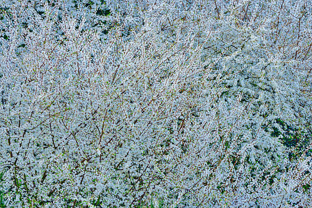 Spring blossoming trees found on the Saanich Peninsula on Vancouver Island, British Columbia