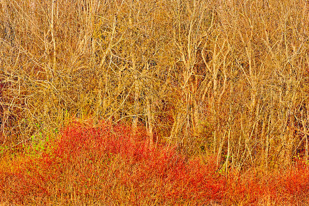 Woodland and marsh on Vancouver Island Saanich Peninsula, British Columbia