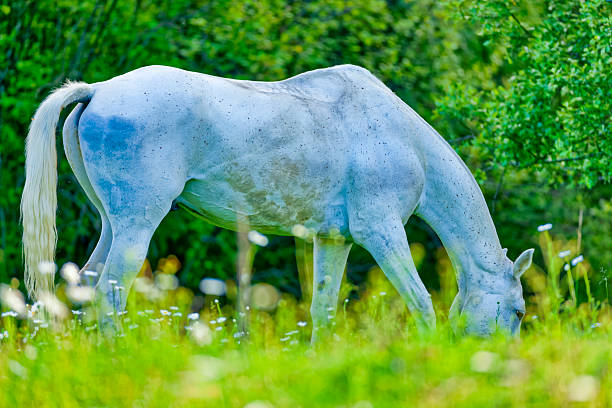 Horse ranch on the Saanich Peninsula on Vancouver Island, British Columbia