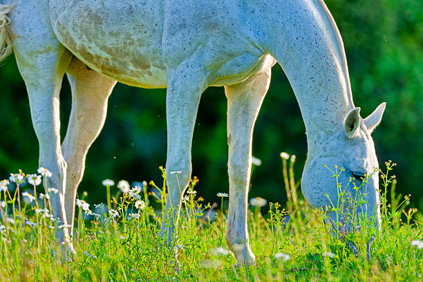 Horse ranch on the Saanich Peninsula on Vancouver Island, British Columbia