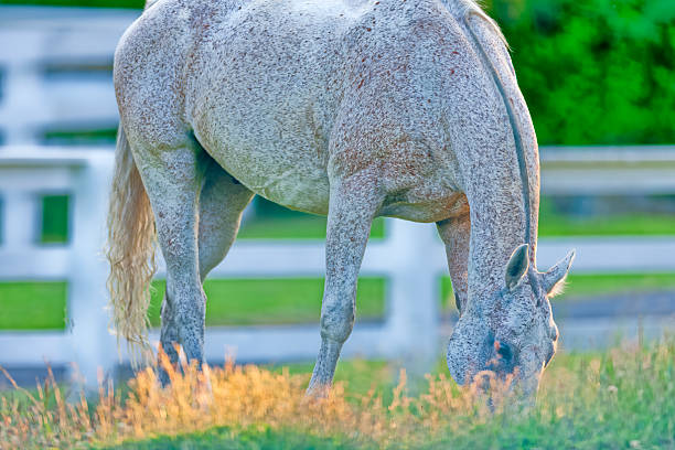 Horse ranch on the Saanich Peninsula on Vancouver Island, British Columbia