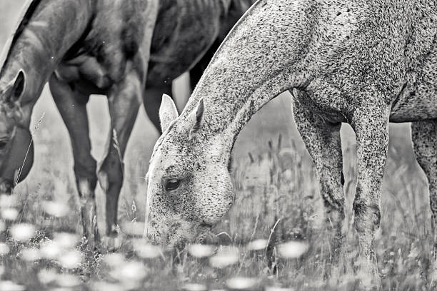 Photo of native farm animal breeds to raise awareness about theese animals, that are fron the ironage and can make more biodiversity and are better for the climate..  The horse Frederikssborghorse running in nature. Black and white photo.