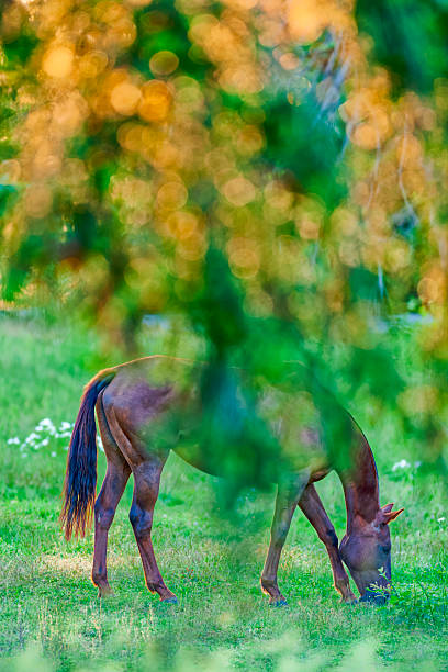Horse ranch on the Saanich Peninsula on Vancouver Island, British Columbia