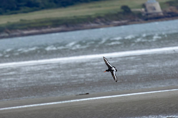 Black and white wader with a long orange bill and pink legs. Feeds on mussels, cockles and worms on tidal flats. Photo taken on Bull Island, Dublin, Ireland.