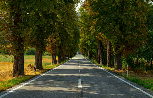 istock Road among trees in summer 2230654774