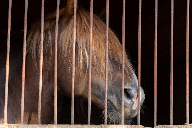 istock brown horse with long bangs on his muzzle stands behind the bars in the stable. 2230655369