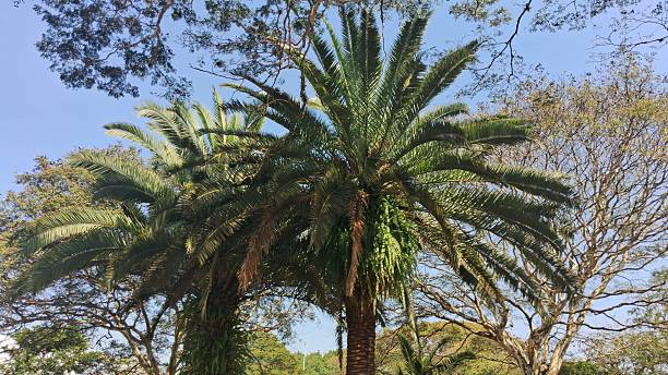 istock Palm Trees against a Blue Sky 2230658387