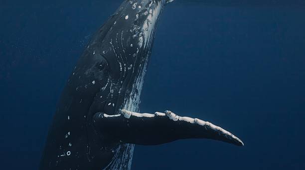 istock Fantastic closeup humpback whale gently dancing in blue water close to surface, light shimmering. Escort whale during mating season. Concept of natural habitat wildlife marine animals of Tonga 2230659051