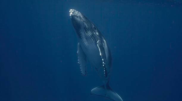 istock Fantastic closeup humpback whale gently dancing in blue water close to surface, light shimmering. Underwater shot full body whale. Concept of natural habitat wildlife marine animals of Tonga 2230659527