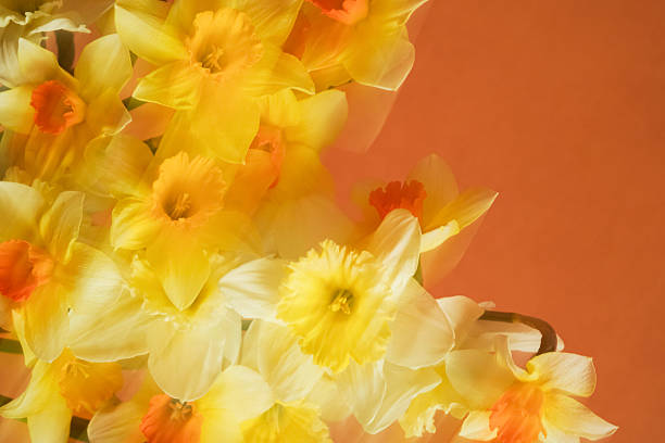 Artistic arrangement of yellow and white daffodils captured with a double exposure blurring effect on a soft orange background, creating an ethereal and dreamy look.