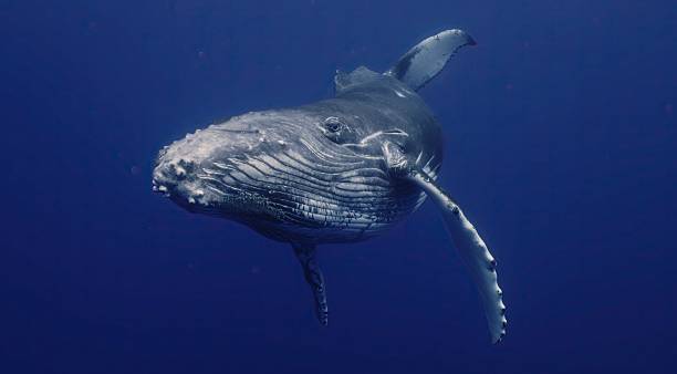 istock Fantastic closeup humpback whale gently dancing in blue water close to surface, light shimmering. Concept of natural habitat wildlife marine animals of Tonga. Underwater shot full body whale. 2230659774