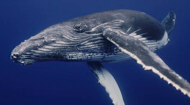 istock Fantastic closeup humpback whale gently dancing in blue water close to surface, light shimmering. Concept of natural habitat wildlife marine animals of Tonga. Underwater shot full body whale. 2230659804