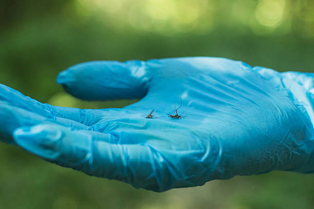 Scientist studies mosquitoes. Insect analysis. Pest control