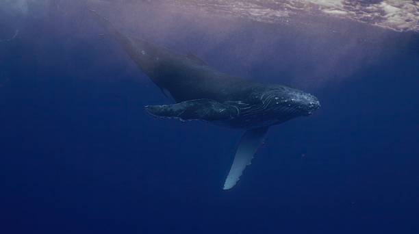 istock Fantastic closeup humpback whale gently dancing in blue water close to surface, light shimmering. Concept of natural habitat wildlife marine animals of Tonga. Underwater shot full body whale. 2230659918