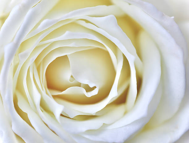 A white rose  shot from the top with a  very shallow depth of field.