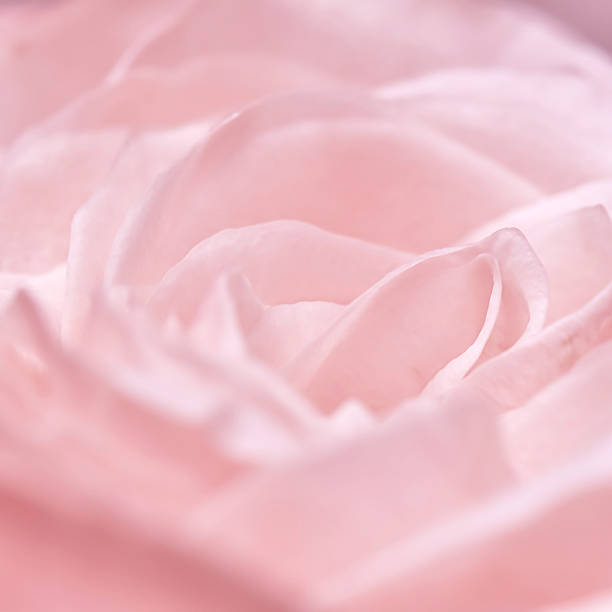 istock Pink pale rose flower petals, soft focus. Macro flowers backdrop 2230660627