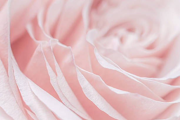 istock Pink pale rose flower petals, soft focus. Macro flowers backdrop 2230660631