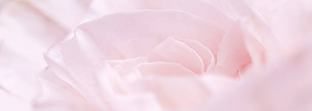 istock Pink pale rose flower petals, soft focus. Macro flowers backdrop 2230660632