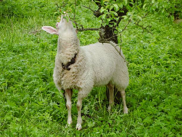 A sheep eating leaves in the zoo