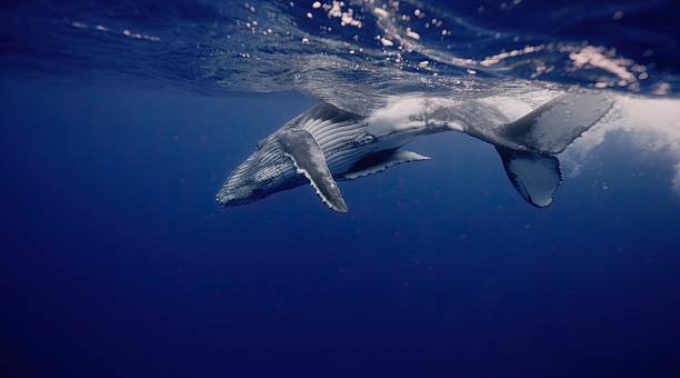 istock Fantastic closeup humpback whale gently dancing in blue water close to surface, light shimmering. Concept of natural habitat wildlife marine animals of Tonga. Underwater shot full body whale. 2230660726