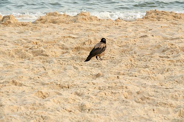 A hooded crow (*Corvus cornix*) stands on a sandy beach, facing towards the sea. The sand appears soft and slightly uneven, leading to gentle waves in the background. The crow's plumage is a mix of black and gray, typical for this species, with a distinctive black head and wings. The setting suggests a coastal area, with the natural textures of sand and ocean water creating a serene, natural scene.