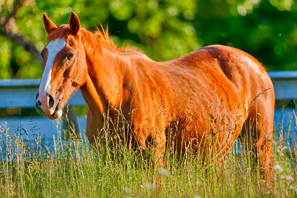 Domestic horse on a pasture in the mountains after a thunderstorm