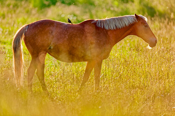 Horse ranch on the Saanich Peninsula on Vancouver Island, British Columbia
