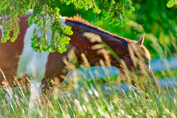 Horse ranch on the Saanich Peninsula on Vancouver Island, British Columbia