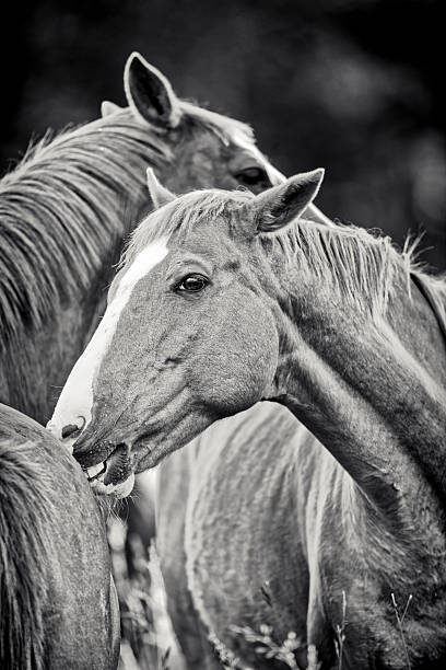 Horse ranch on the Saanich Peninsula on Vancouver Island, British Columbia
