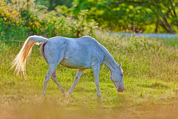 Horse ranch on the Saanich Peninsula on Vancouver Island, British Columbia