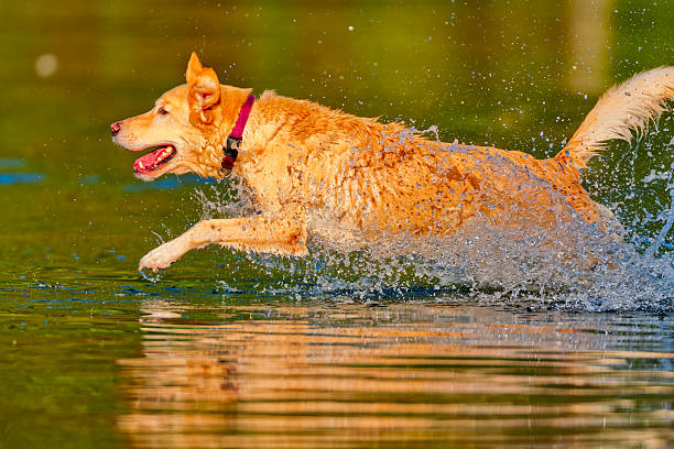 Dog running along the shoreline of Elk Lake in Saanich Peninsula on Vancouver Island, British Columbia