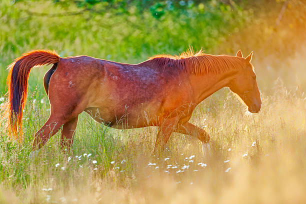Horse ranch on the Saanich Peninsula on Vancouver Island, British Columbia