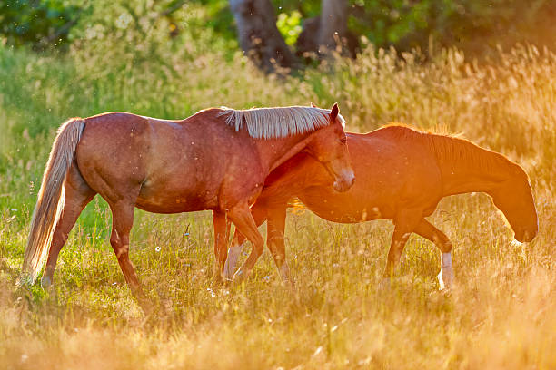 Horse ranch on the Saanich Peninsula on Vancouver Island, British Columbia