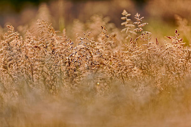 Farm grain crop found on the Saanich Peninsula on Vancouver Island, British Columbia