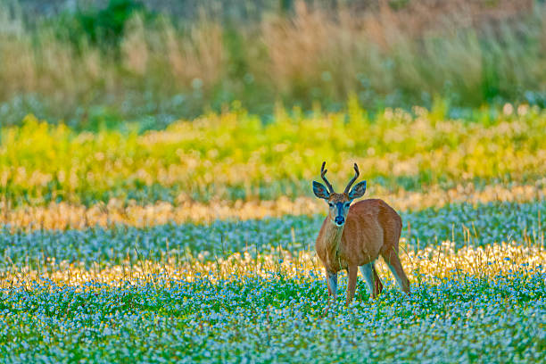 Black-Tailed deer on the Saanich Peninsula Vancouver Island, British Columbia