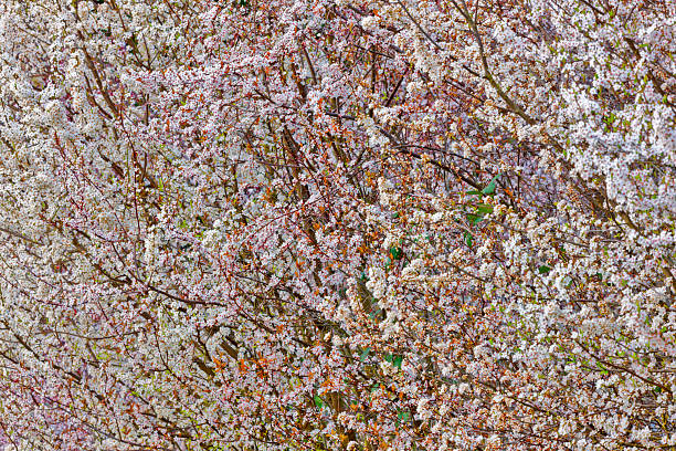 Farm with spring blossoming trees found on the Saanich Peninsula on Vancouver Island, British Columbia