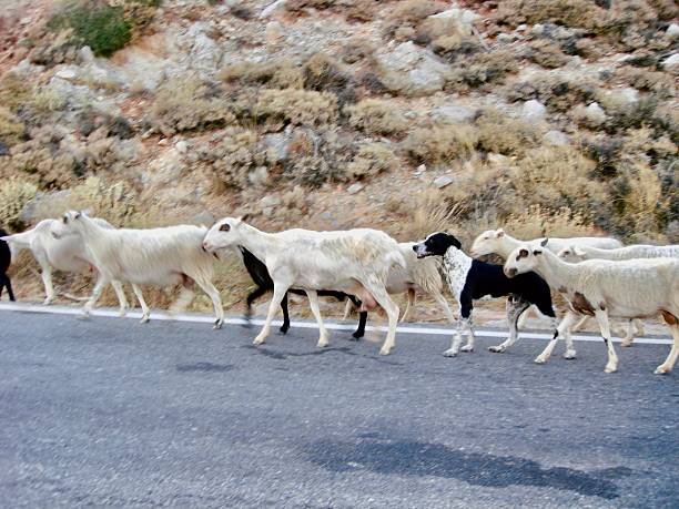 istock Sheep Herd with Shepherd Dog on Mountain Road – Crete, Greece 2230663500