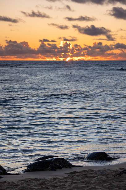 A green sea turtle arrives at Black Beach, Big Island, Hawaii. These reptiles sometimes travel in groups and follow the leading onto the beach to lay eggs.