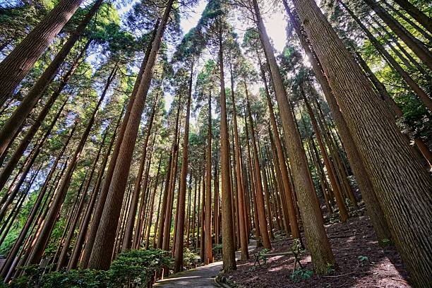 istock Kirishima Hotel - Cedar Garden, Kirishima, Japan 2230665982