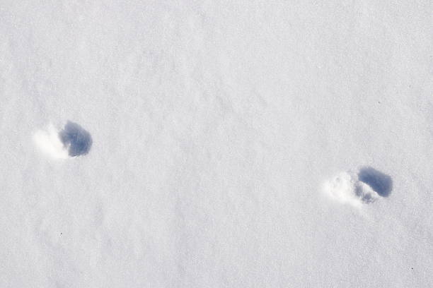istock Closeup Animal Tracks in Snow 2230667492