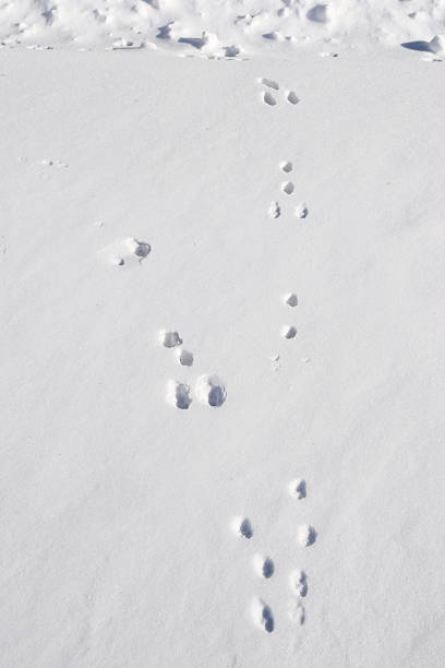istock Closeup Animal Tracks in Snow 2230667568